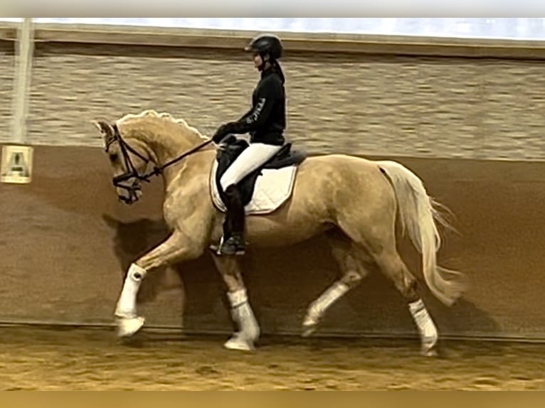 Niemiecki koń sportowy Wałach 5 lat 166 cm Izabelowata in Wehringen