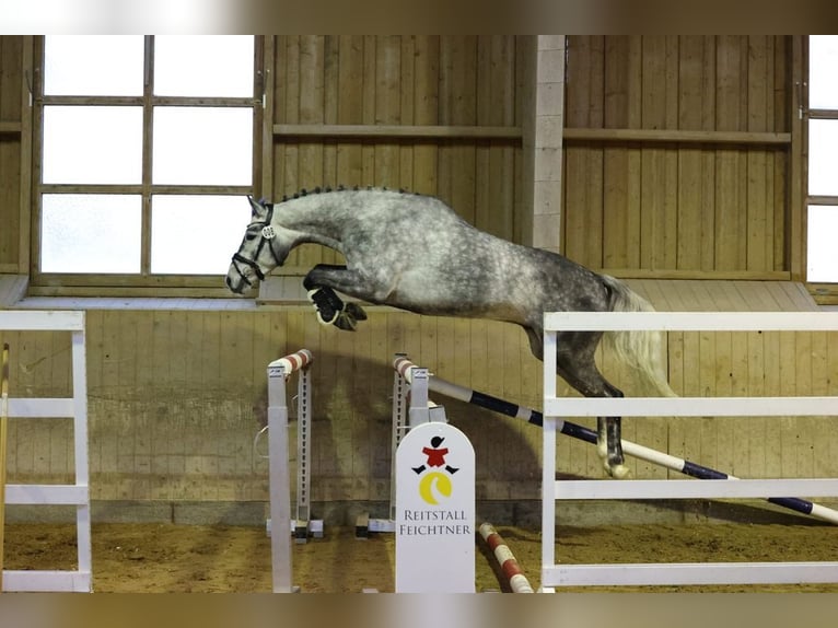 Niemiecki koń sportowy Wałach 5 lat 166 cm Siwa in Allershausen