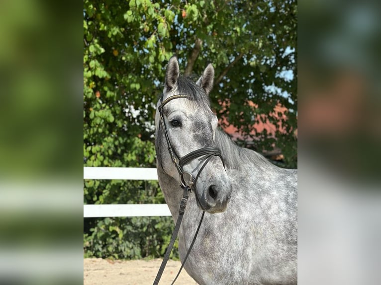 Niemiecki koń sportowy Wałach 5 lat 166 cm Siwa in Allershausen