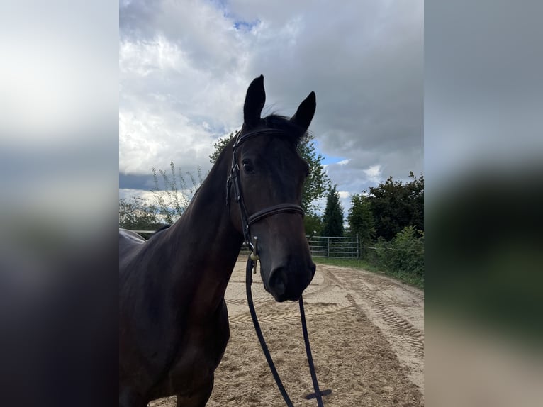 Niemiecki koń sportowy Wałach 5 lat 167 cm Ciemnogniada in Gablingen