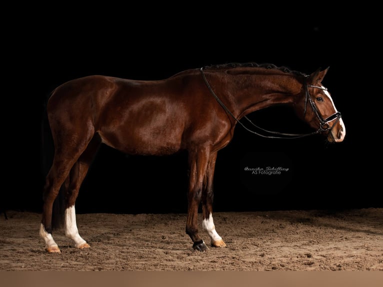 Niemiecki koń sportowy Wałach 5 lat 167 cm Gniada in Herrenberg