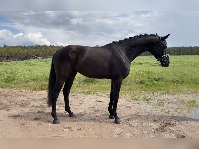 Niemiecki koń sportowy Wałach 5 lat 167 cm Kara in Rochau