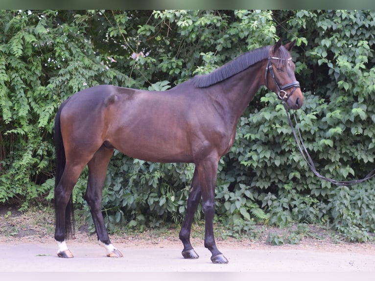 Niemiecki koń sportowy Wałach 5 lat 168 cm Ciemnogniada in Rohrlack