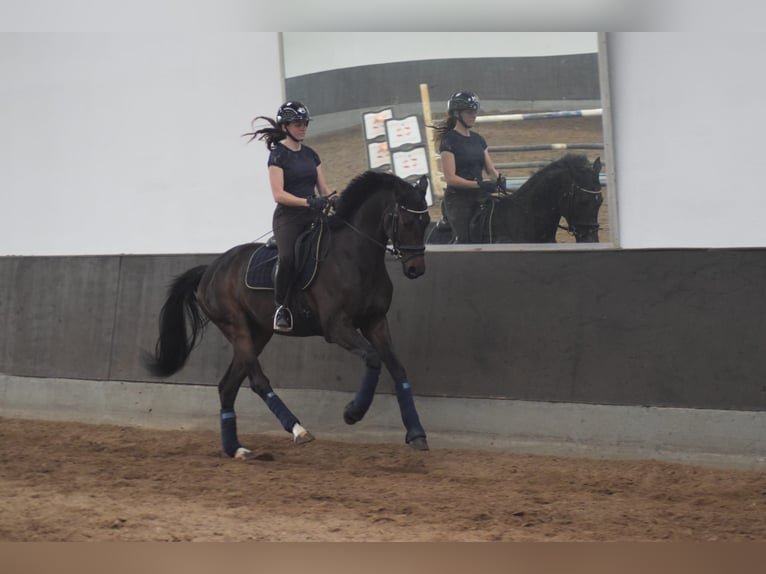 Niemiecki koń sportowy Wałach 5 lat 168 cm Ciemnogniada in Rohrlack