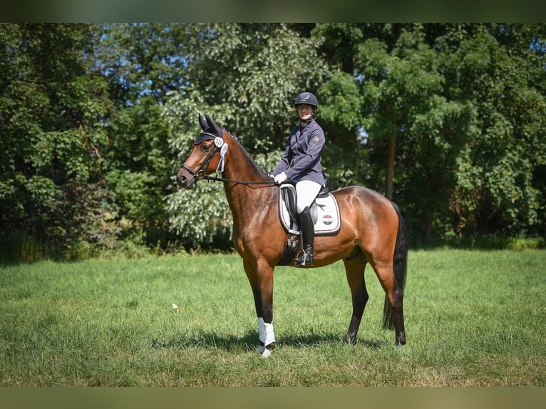 Niemiecki koń sportowy Wałach 5 lat 168 cm Gniada in Ilmtal-Weinstraße