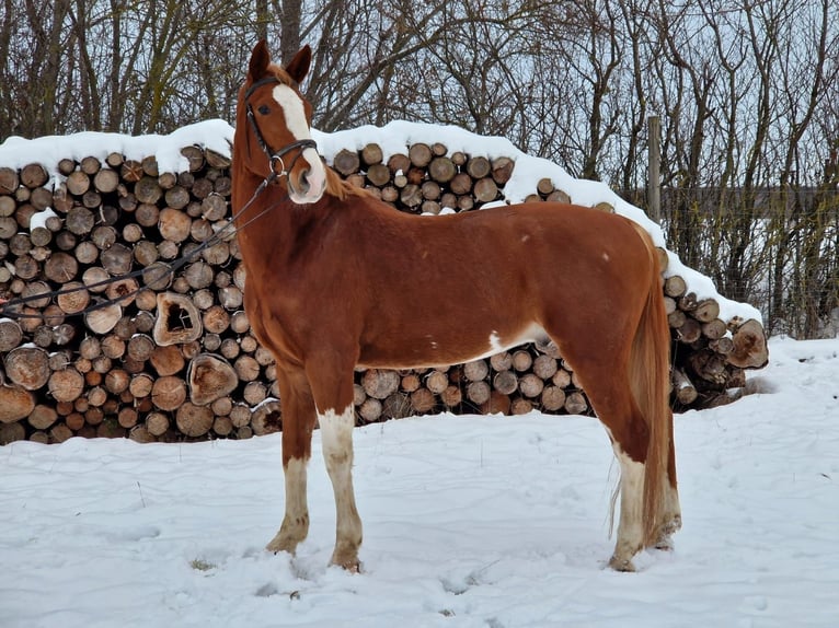 Niemiecki koń sportowy Wałach 5 lat 169 cm Kasztanowata in BÖSLEBEN