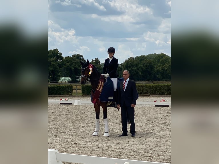 Niemiecki koń sportowy Wałach 5 lat 170 cm Ciemnogniada in Lippetal