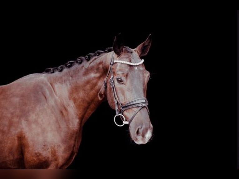Niemiecki koń sportowy Wałach 5 lat 170 cm Ciemnogniada in Oberstadion