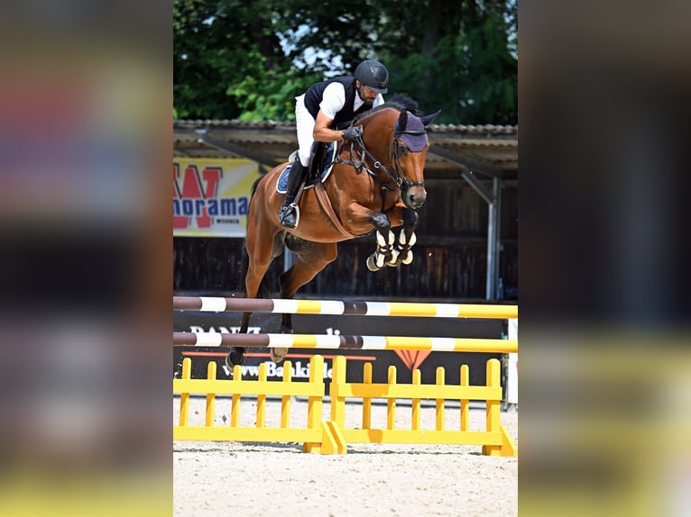 Niemiecki koń sportowy Wałach 5 lat 170 cm Gniada in Mühldorf am Inn