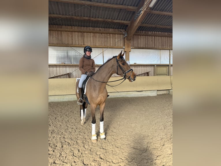 Niemiecki koń sportowy Wałach 5 lat 171 cm Gniada in Ostrach