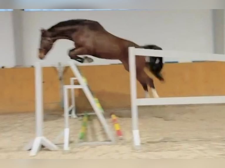 Niemiecki koń sportowy Wałach 5 lat 172 cm Gniada in KRAJENKA