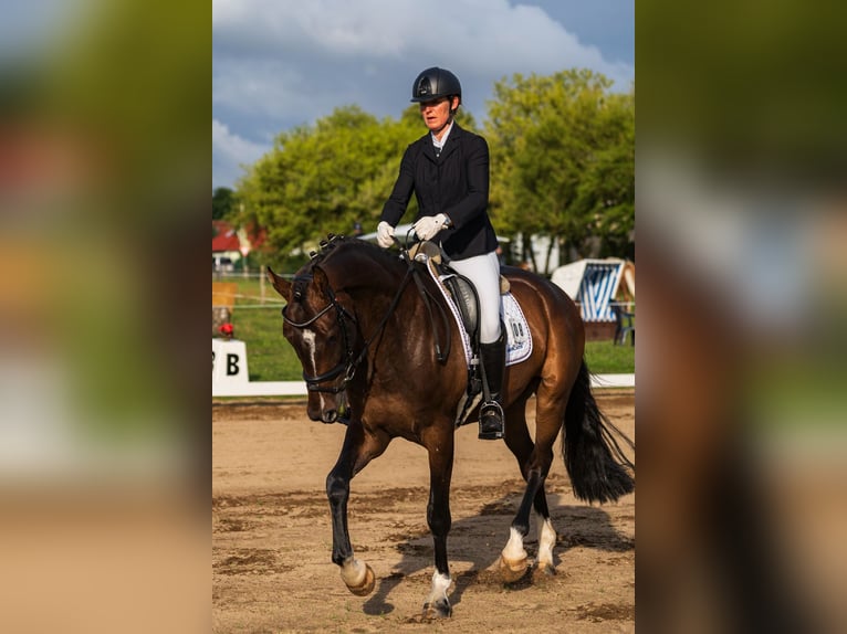 Niemiecki koń sportowy Wałach 5 lat 173 cm Ciemnogniada in Schwaan