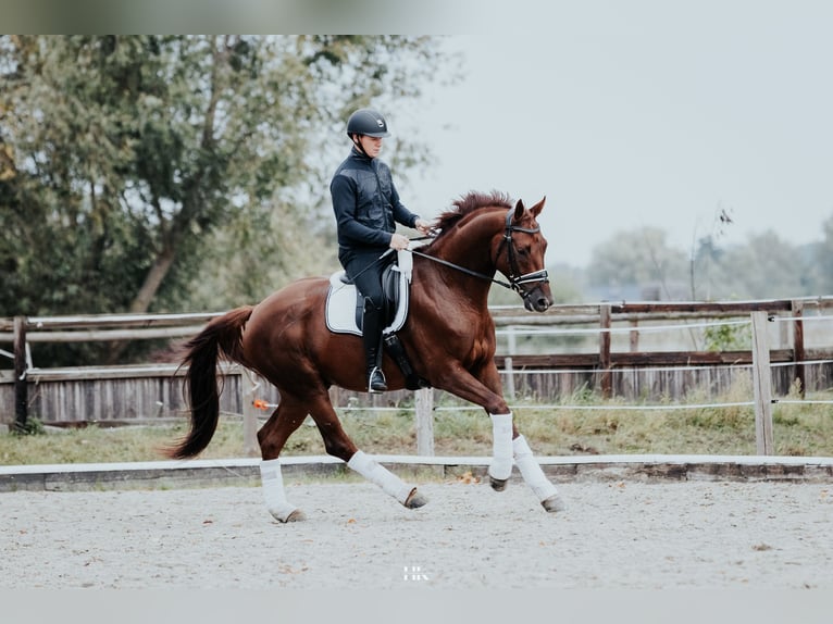 Niemiecki koń sportowy Wałach 5 lat 173 cm Ciemnokasztanowata in Oberkrämer