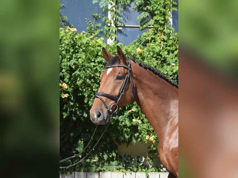 Niemiecki koń sportowy Wałach 5 lat 173 cm Gniada in Salzatal