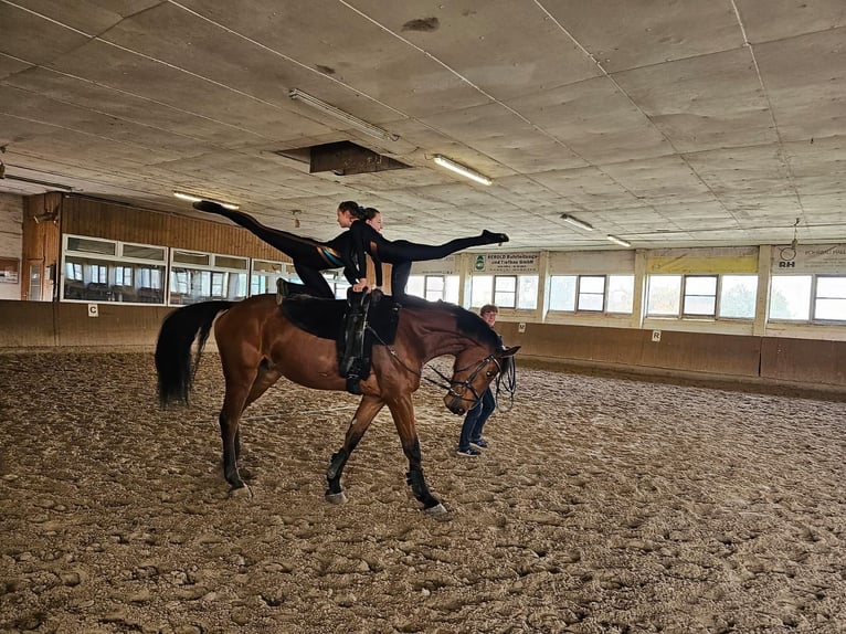 Niemiecki koń sportowy Wałach 5 lat 173 cm Gniada in Salzatal