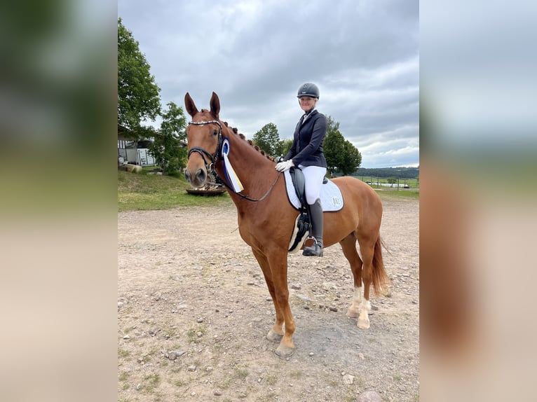 Niemiecki koń sportowy Wałach 5 lat 173 cm Kasztanowata in Ilmenau