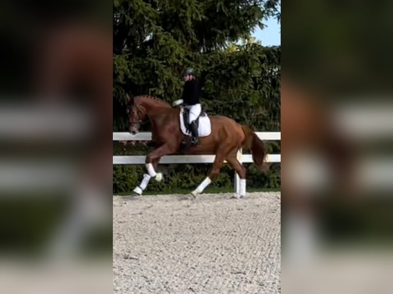 Niemiecki koń sportowy Wałach 5 lat 173 cm Kasztanowata in Ilmenau