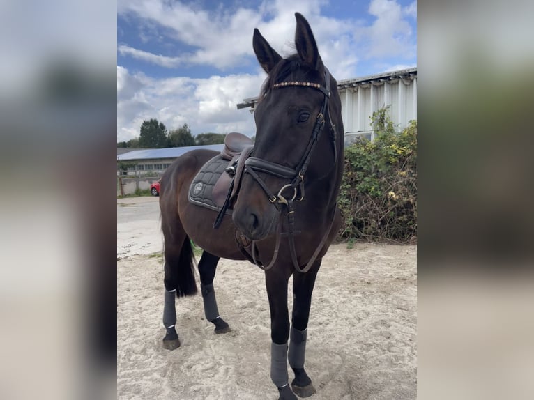 Niemiecki koń sportowy Wałach 5 lat 174 cm Ciemnogniada in Rätzlingen
