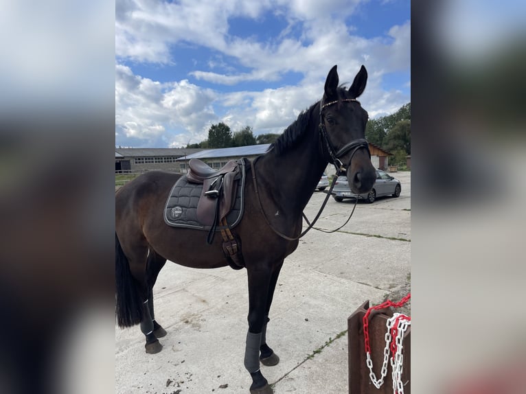 Niemiecki koń sportowy Wałach 5 lat 174 cm Ciemnogniada in Rätzlingen