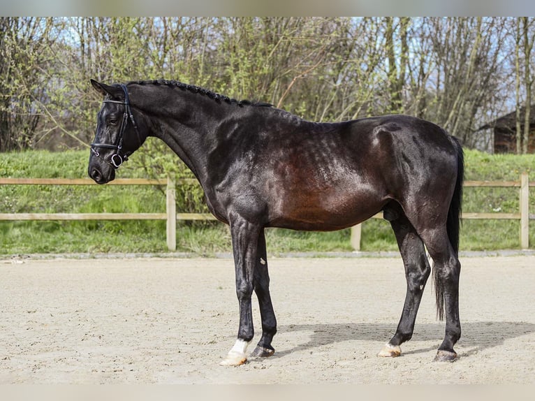 Niemiecki koń sportowy Wałach 5 lat 174 cm Kara in Riedstadt