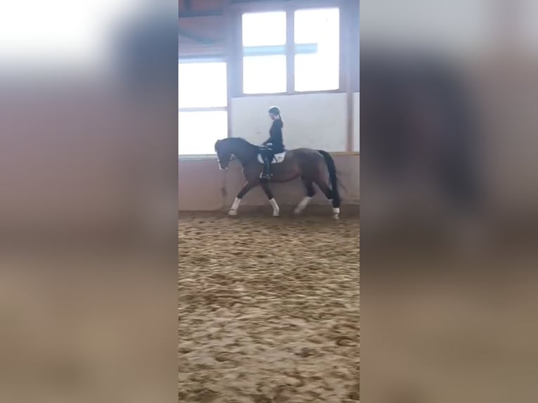 Niemiecki koń sportowy Wałach 5 lat 175 cm Gniada in Asbach