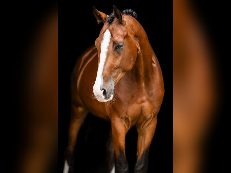 Niemiecki koń sportowy Wałach 5 lat 175 cm Gniada in Buchholz (Westerwald)