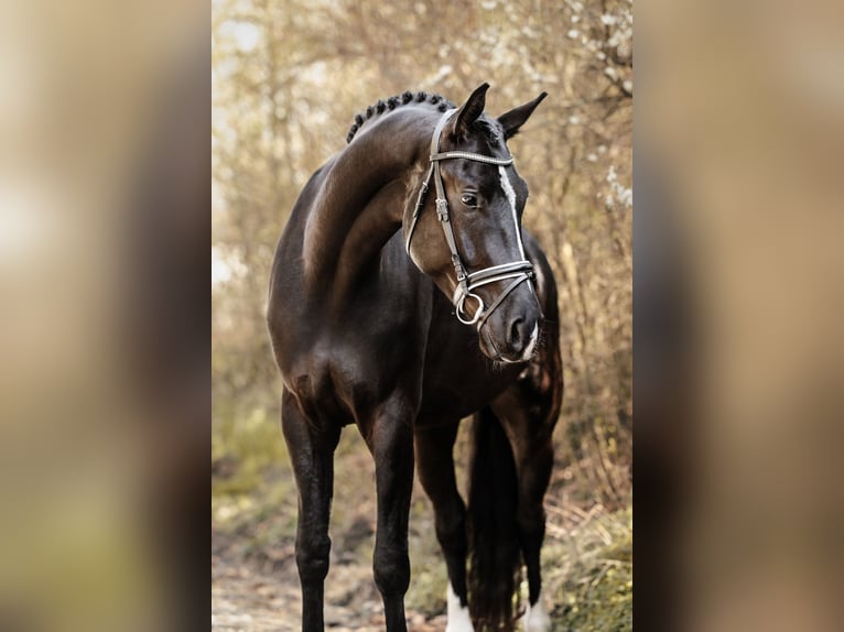 Niemiecki koń sportowy Wałach 5 lat 176 cm Kara in Waldenbuch