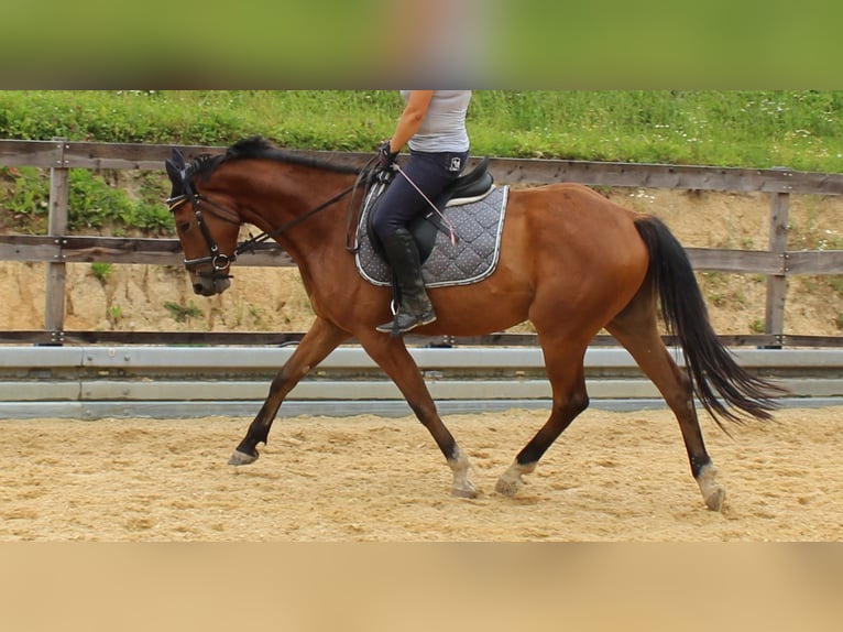 Niemiecki koń sportowy Wałach 6 lat 165 cm Gniada in Michelstadt