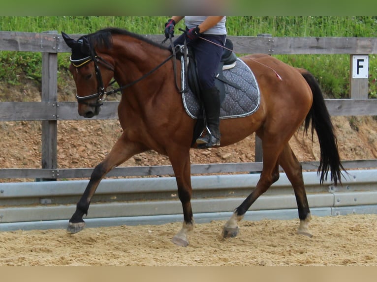 Niemiecki koń sportowy Wałach 6 lat 165 cm Gniada in Michelstadt
