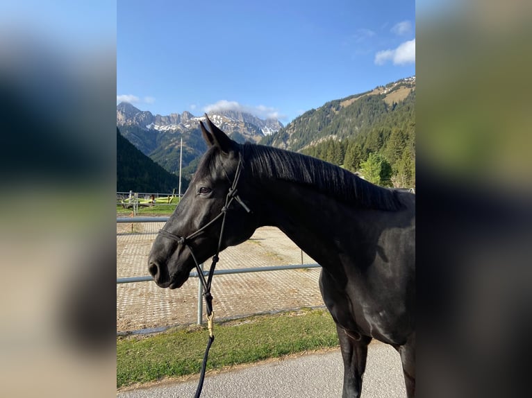 Niemiecki koń sportowy Wałach 6 lat 165 cm in Gaicht