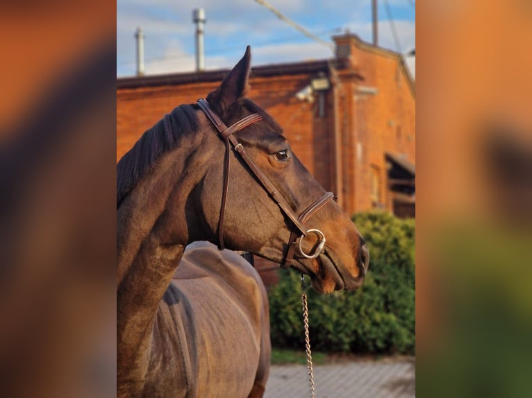 Niemiecki koń sportowy Wałach 6 lat 166 cm Ciemnogniada in Kielce