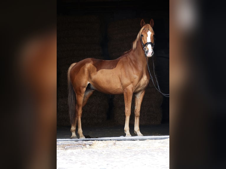 Niemiecki koń sportowy Wałach 6 lat 166 cm Kasztanowata in Landsberg