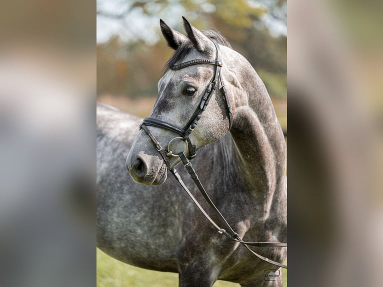 Niemiecki koń sportowy Wałach 6 lat 166 cm Siwa in Büttelborn