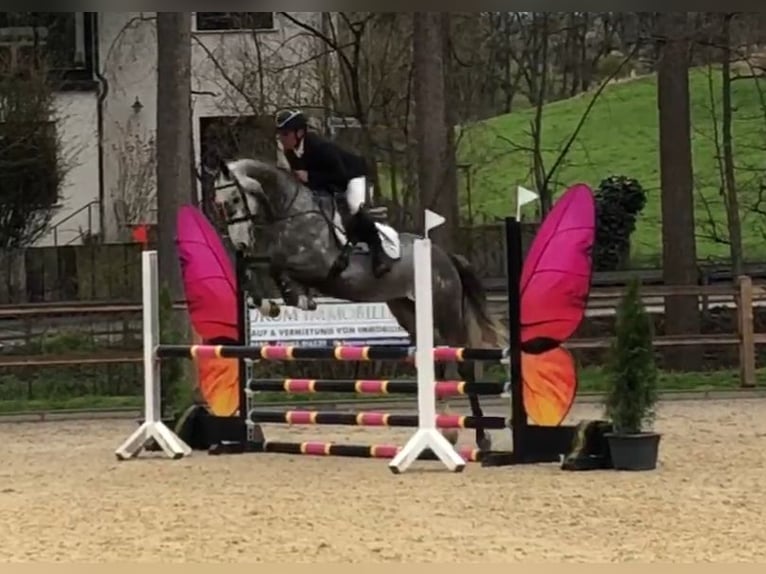 Niemiecki koń sportowy Wałach 6 lat 166 cm Siwa in Büttelborn