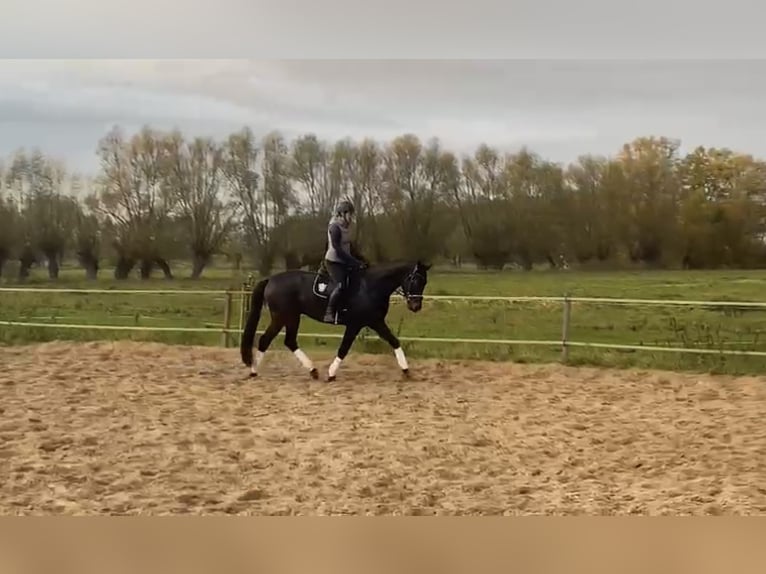 Niemiecki koń sportowy Wałach 6 lat 168 cm Ciemnogniada in Rohrlack