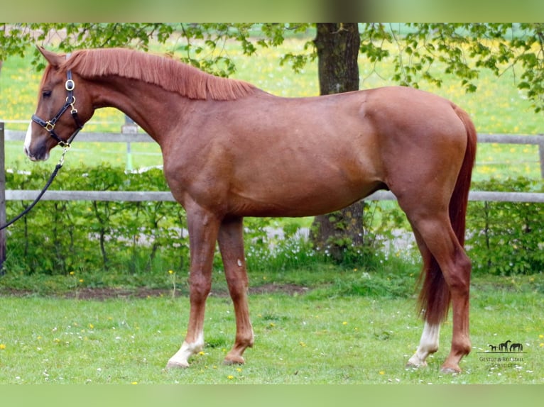 Niemiecki koń sportowy Wałach 6 lat 168 cm in Laubach