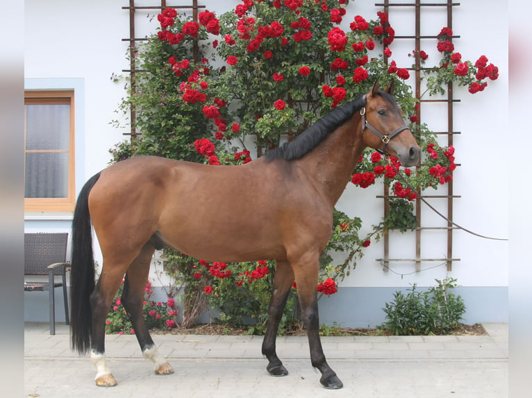 Niemiecki koń sportowy Wałach 6 lat 169 cm Gniada in Erharting