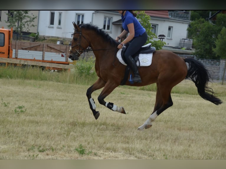 Niemiecki koń sportowy Wałach 6 lat 169 cm in Arnstadt