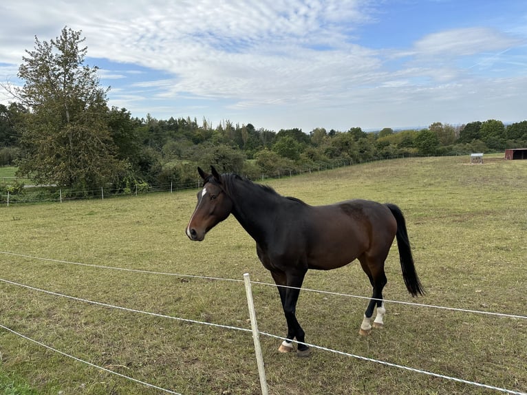 Niemiecki koń sportowy Wałach 6 lat 170 cm Ciemnogniada in Darmstadt