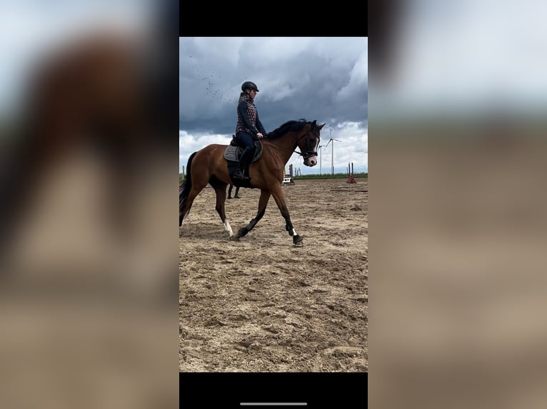 Niemiecki koń sportowy Wałach 6 lat 170 cm Gniada in Müllrose