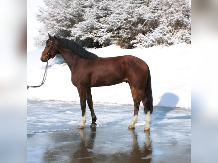 Niemiecki koń sportowy Wałach 6 lat 171 cm Gniada in Kroatisch Minihof / Mjenovo