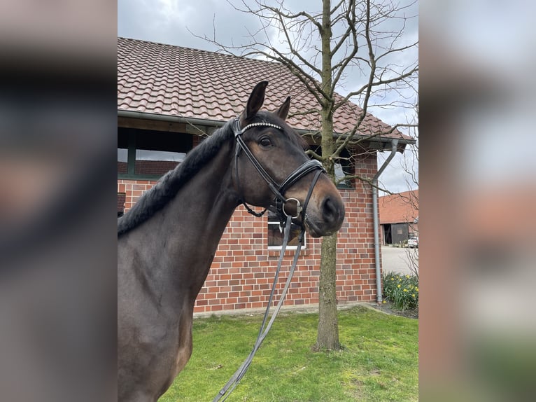 Niemiecki koń sportowy Wałach 6 lat 172 cm Ciemnogniada in Münster
