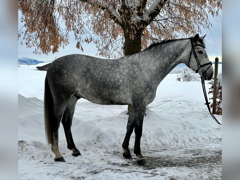 Niemiecki koń sportowy Wałach 6 lat 172 cm Siwa in Haldenwang