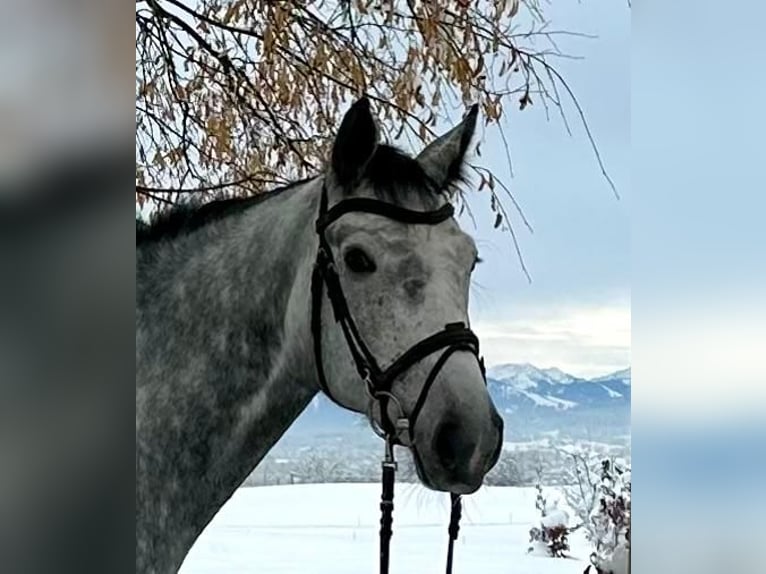 Niemiecki koń sportowy Wałach 6 lat 172 cm Siwa in Haldenwang