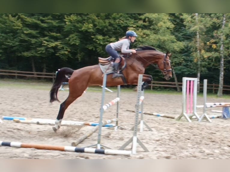 Niemiecki koń sportowy Wałach 6 lat 174 cm Gniada in Braunschweig