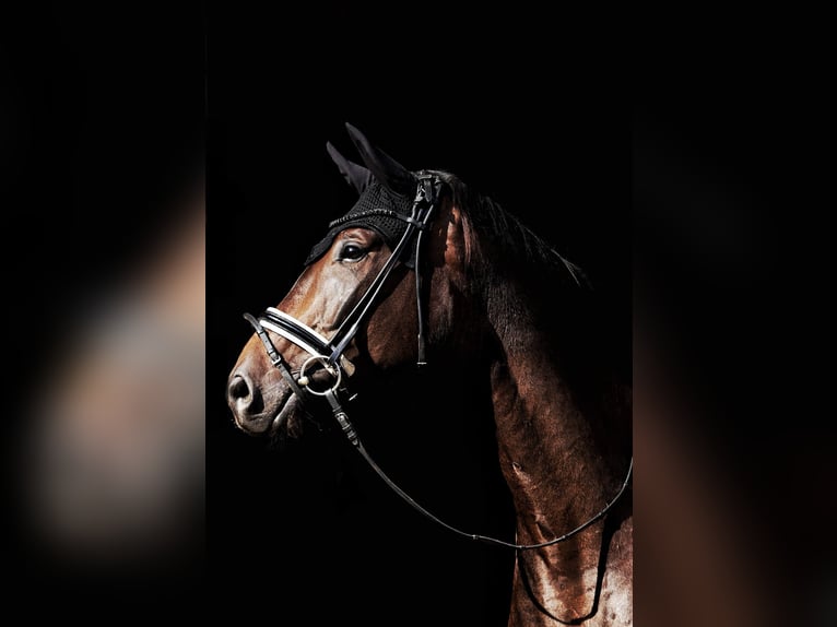 Niemiecki koń sportowy Wałach 6 lat 175 cm Ciemnogniada in Essen