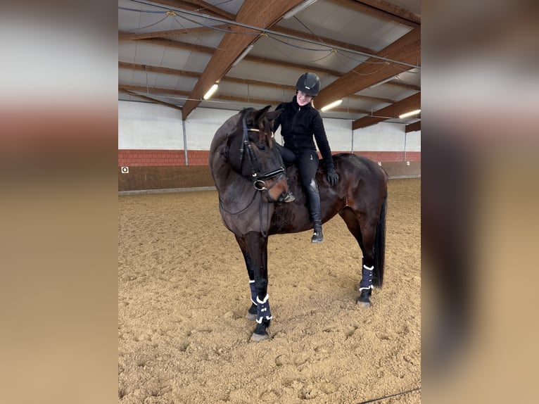 Niemiecki koń sportowy Wałach 6 lat 175 cm Ciemnogniada in Essen