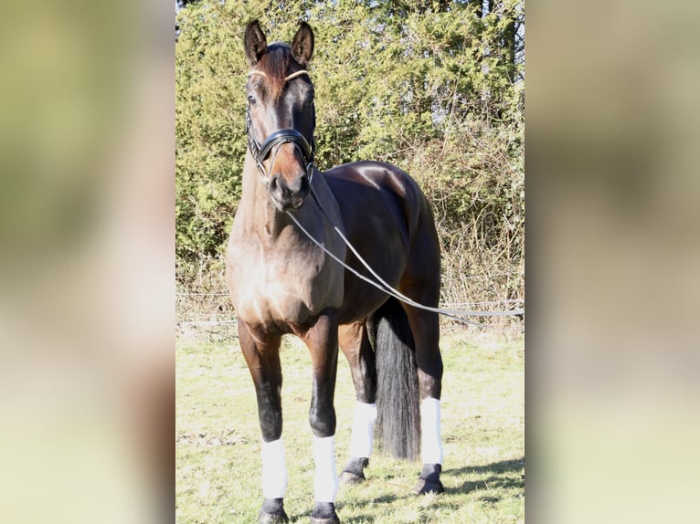 Niemiecki koń sportowy Wałach 6 lat 175 cm Ciemnogniada in Essen