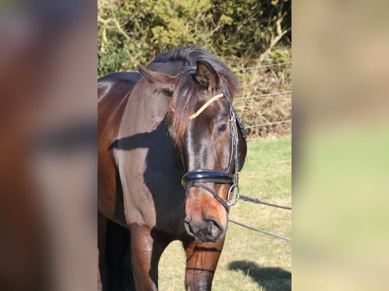 Niemiecki koń sportowy Wałach 6 lat 175 cm Ciemnogniada in Essen