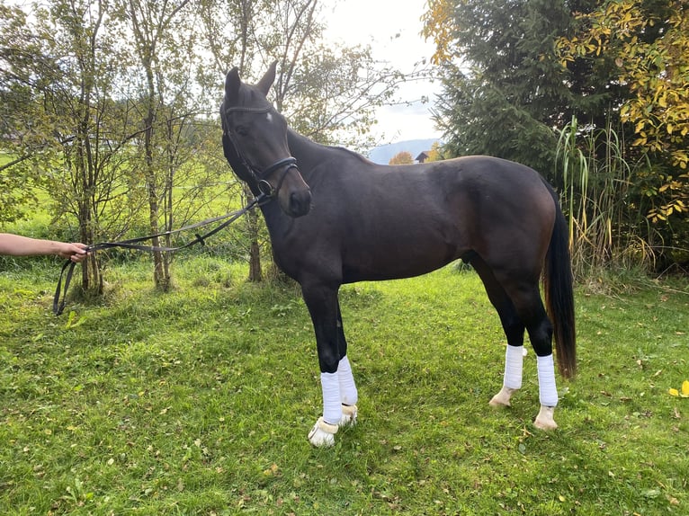 Niemiecki koń sportowy Wałach 6 lat 175 cm Gniada in Buchloe